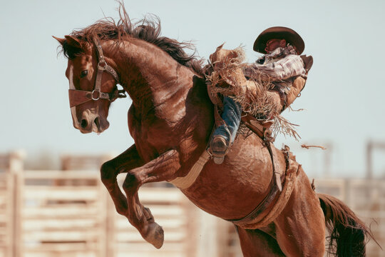 Close up bareback bronc rider leaning backward while a chestnut horse bucks aggressively in a rodeo arena.