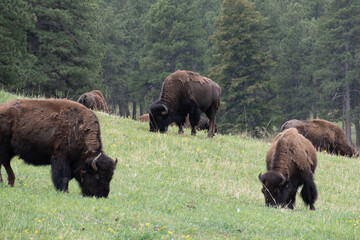 A herd of bison graze at Genesee Park outside Denver, Colorado © Michael