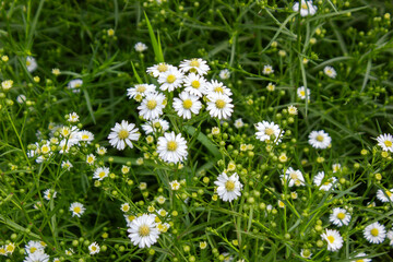 Fototapeta premium Beautiful Blooming White Aster Flowers in a Lush Green Field