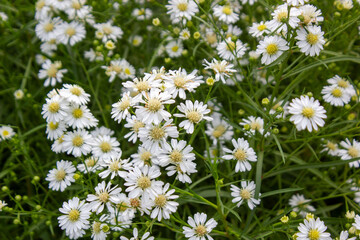 Fototapeta premium Beautiful Blooming White Aster Flowers in a Lush Green Field