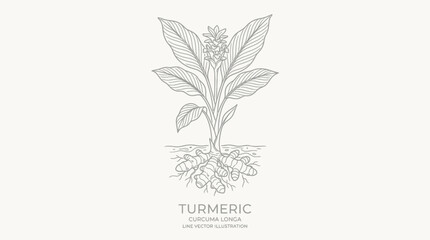 Turmeric Plant Botanical Illustration Line Art © saukul
