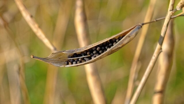 silique. Mature, dried rapeseed silique splitting open in sunlight, revealing tiny seeds inside on the plant stem. gardening catalogs.