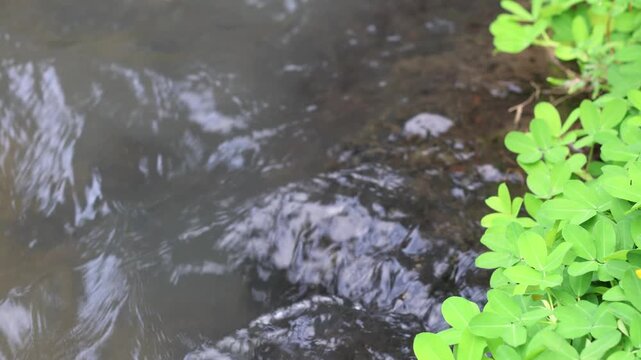 Water flows through a small ditch whose edges are covered with green wild grass.