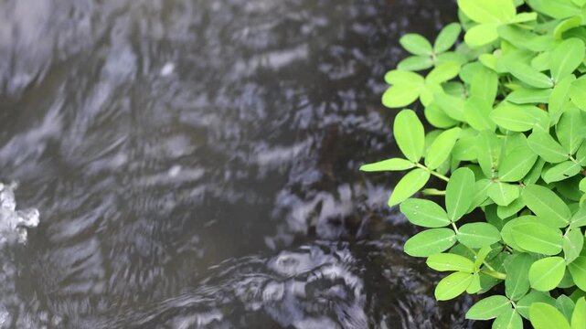 Water flows through a small ditch whose edges are covered with green wild grass.