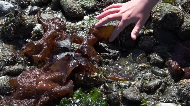 Kelp Crab, Pugettia Producta, young girl child touching crab on the beach at low tide, uncovering camouflaged and hiding crab on the pacific coast of North America
