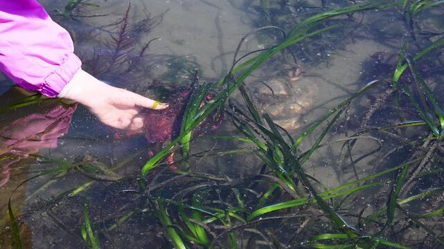 Red Rock Crab, Cancer Productus, young girl child catching crab underwater at low in the waving green sea grass on the pacific coast of North America
