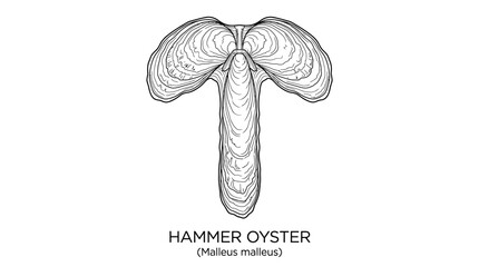 Hammer Oyster Shell Illustration - Malleus Malleus Marine Mollusk © Ucul
