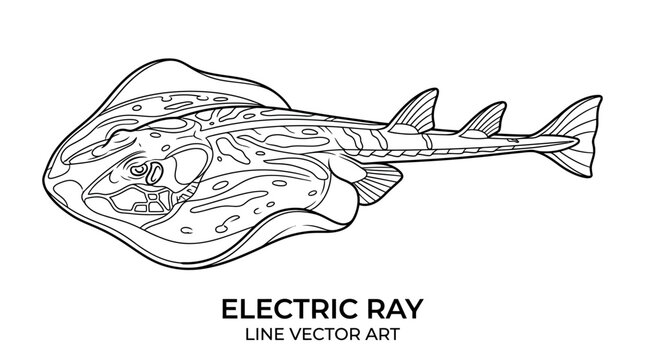 Electric Ray Line Art Vector Illustration - Underwater Marine Life