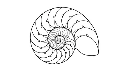 Nautilus Shell Cross Section Spiral Fibonacci Sequence Outline Drawing © NGAINA AULIA KHOIROH