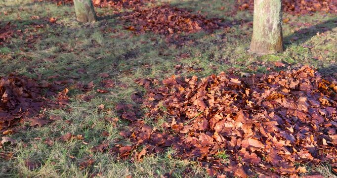 Brown foliage in piles under the trees, these piles of leaves are scattered on the ground in the garden for further utilization of plant raw materials in the forest.