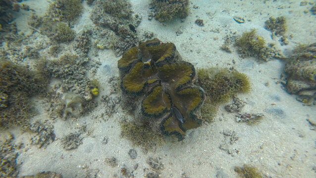 Giant clam on seabed on tropical island Leleuvia in Lomaiviti archipelago, Fiji, South Pacific