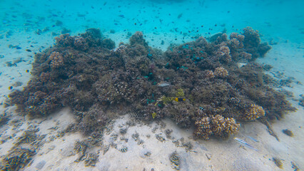 Shoals of tropical fish with coral reef on tropical Leleuvia Island in Lomaiviti archipelago, Fiji, South Pacific © Travelanza