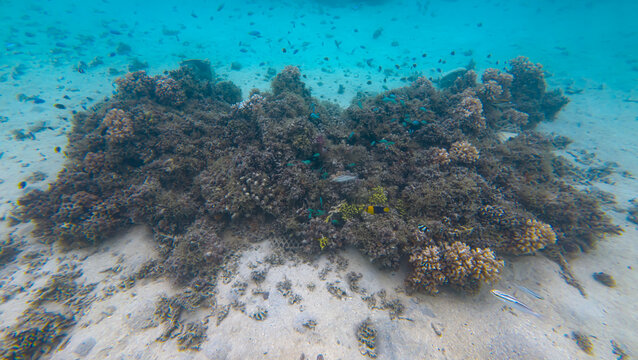 Shoals of tropical fish with coral reef on tropical Leleuvia Island in Lomaiviti archipelago, Fiji, South Pacific