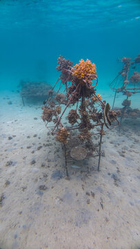 Artificial coral reef structure to help establish coral reef on tropical island in Fiji, South Pacific
