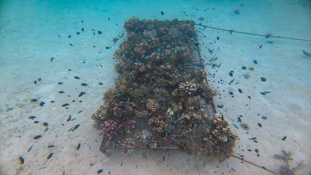 Underwater view artificial coral reef structure with live coral reef and colourful tropical fish in Fiji, South Pacific