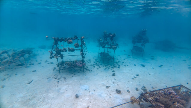 Underwater view of artificial coral reef structures on Leleuvia Island in Lomaiviti archipelago, Fiji, South Pacific