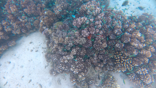 Colourful tropical fish living amongst coral reef on Leleuvia Island in Lomaiviti archipelago, Fiji, South Pacific