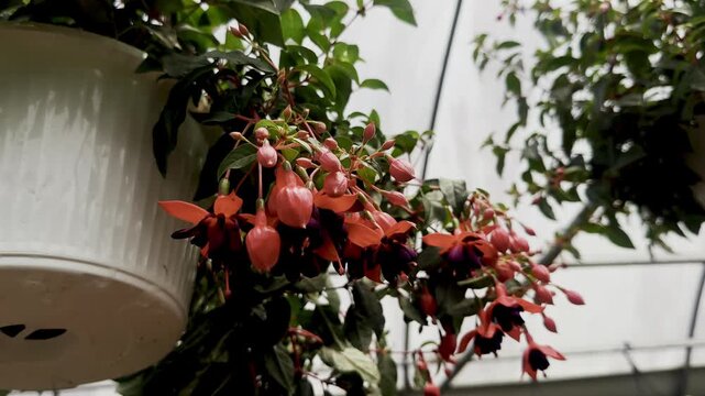 red hanging flowers, dark purple flowers, greenhouse flowers, white hanging pot, flower buds, green leaves, leafy stems, potted flowers, indoor garden, greenhouse plants, hanging plant, red blooms, pu
