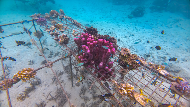 Coral growing on artificial coral reef structure on Leleuvia Island in Lomaiviti archipelago, Fiji, South Pacific
