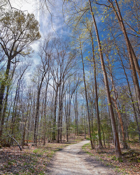 Pocahontas State Park spring forest hiking trail views, Richmond, Virginia, United States.