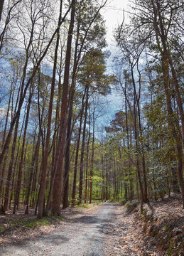 Pocahontas State Park spring forest hiking trail views, Richmond, Virginia, United States.