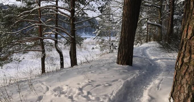 old pines covered with snow in winter, some trees against the sky after snowfalls and frosts with great cold and frost, a path trampled during nature walks near the city