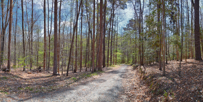 Pocahontas State Park spring forest hiking trail views, Richmond, Virginia, United States.