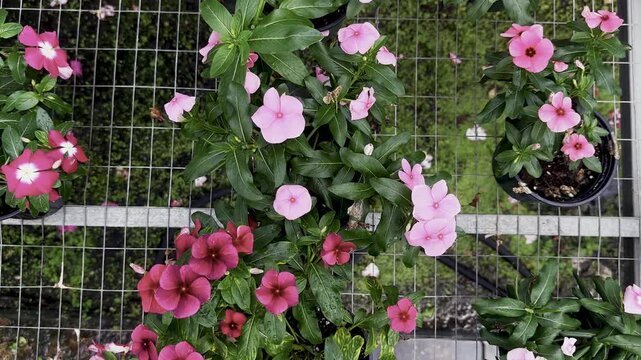 pink flowers, white flowers, red flowers, glossy green leaves, greenhouse flowers, grid wall, potted plants, flowering plants, plant nursery, garden center, tropical flowers, green foliage, floral dis