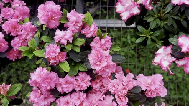 pink ruffled flowers, bright pink blooms, greenhouse flowers, green leaves, glossy foliage, flower clusters, potted flowers, garden nursery, pink petals, floral display, greenhouse grid, flowering pla