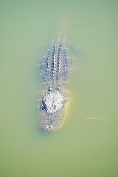 Plant city, Florida, USA: 06 22 2025: The landscape of Edward Medard Conservation Park in Plant City close to Tampa