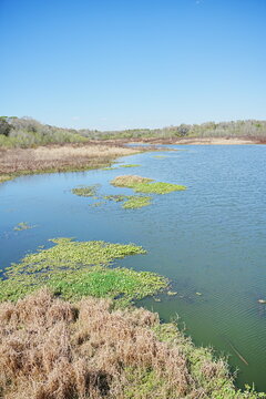 Plant city, Florida, USA: 06 22 2025: The landscape of Edward Medard Conservation Park in Plant City close to Tampa