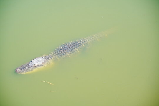 Plant city, Florida, USA: 06 22 2025: The landscape of Edward Medard Conservation Park in Plant City close to Tampa