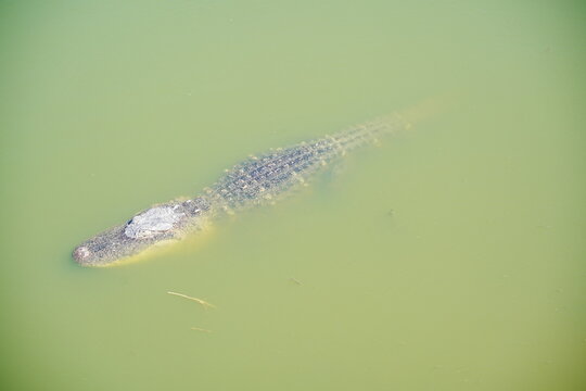 Plant city, Florida, USA: 06 22 2025: The landscape of Edward Medard Conservation Park in Plant City close to Tampa