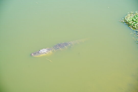 Plant city, Florida, USA: 06 22 2025: The landscape of Edward Medard Conservation Park in Plant City close to Tampa