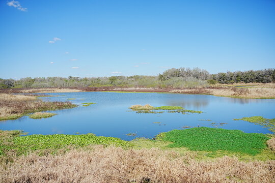 Plant city, Florida, USA: 06 22 2025: The landscape of Edward Medard Conservation Park in Plant City close to Tampa