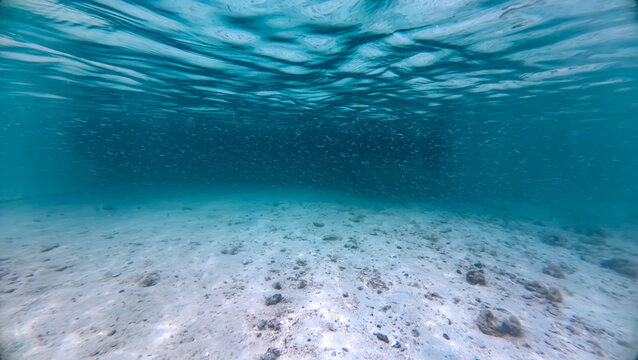 Underwater ocean scene of shoaling baitfish in shallow water of tropical Leleuvia Island in Lomaiviti archipelago, Fiji, South Pacific