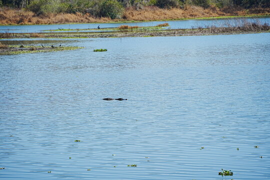 Plant city, Florida, USA: 06 22 2025: The landscape of Edward Medard Conservation Park in Plant City close to Tampa