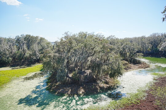 Plant city, Florida, USA: 06 22 2025: The landscape of Edward Medard Conservation Park in Plant City close to Tampa