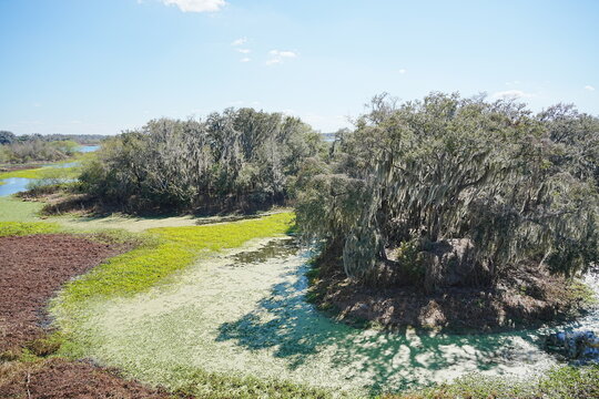 Plant city, Florida, USA: 06 22 2025: The landscape of Edward Medard Conservation Park in Plant City close to Tampa