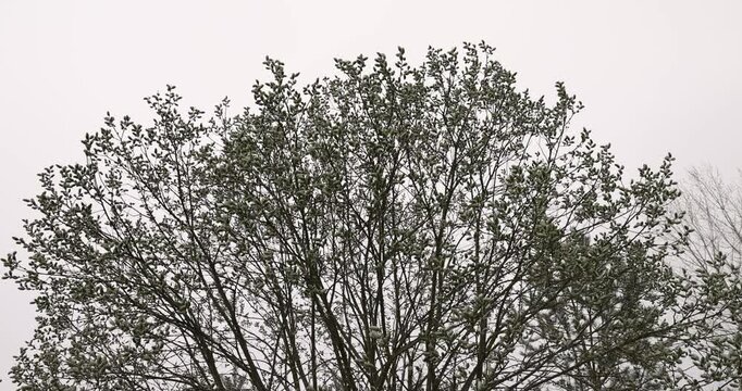 the first willow flowers are covered with a thin layer of snow in cloudy weather, the first flowering trees with fluffy tasseled flowers, ice snow