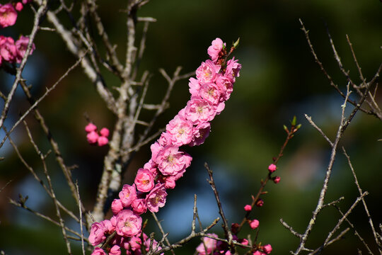 ビッシリついたピンクの梅の花