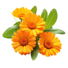 Fototapeta premium Beautiful orange calendula flowers with green leaves isolated on transparent background