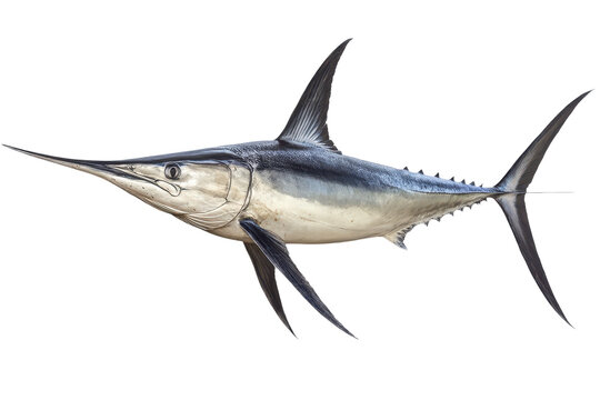 Swordfish isolated on transparent background