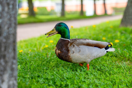 Male mallard duck with iridescent green head walking on lush green grass in sunny summer park with tree and path background, wildlife concept.