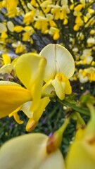 Obraz premium Vibrant Yellow Broom Flowers Blooming on Green Branches