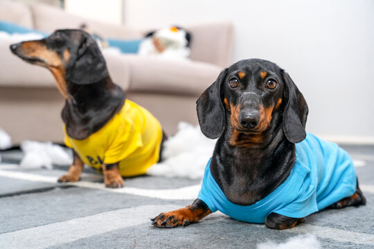 Two dachshund dogs lying on carpet in yellow and blue outfit in bright home living room, cute pet lifestyle concept.