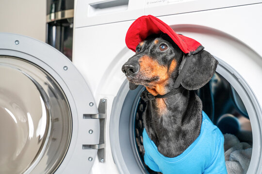A dachshund wearing a red cap and blue plumber's shirt sits inside the open drum of a washing machine, looking out. A funny home and lifestyle concept related to laundry.