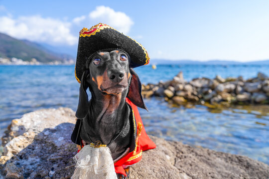 Dachshund dog wearing black pirate hat and red gold costume sitting on coastal rock with blue sea, mountain and sky, adventure humor concept.