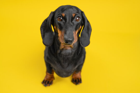 Dachshund dog sitting still and gazing upward on vibrant yellow background, attentive curious clean commercial pet portrait concept.