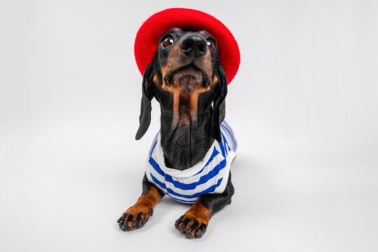 A dachshund dog wearing a red beret and a blue and white striped sailor shirt lies on a white background - a humorous concept of nautical summer fashion.